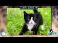 Ojos Azules 🐱🦁🐯 EVERYTHING CATS 🐯🦁🐱 の動画、YouTube動画。