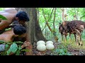 Wilderness in the jungle forest research nest Ostrich near river then cooking Ostrich Egg for food