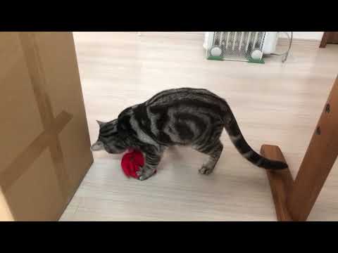 小林功ブリーダーからお迎えしたアメリカンショートヘア：Leonくん