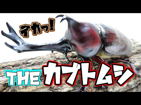 ★昆虫採集★虫取り網★最長６ｍ１８ｃｍ クワガタムシ・カブトムシの採集に！捕虫網 8月猛暑はでっかいカブトムシのオンパレードだ！【昆虫採集】 - YouTube