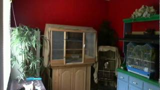 Dove Bathing_0001.avi
