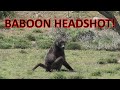 Baboon headshot  primate headshot