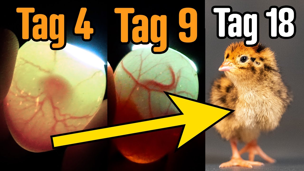 Tutorial: Wachtel Bruteier Schieren an Tag 4, 6, 9 & 14