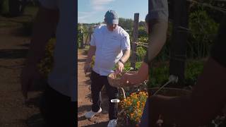 Longwood’s Kitchen Garden is Beyond Beautiful #garden