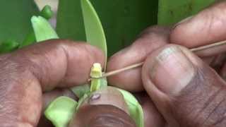 Vanille Linsémination Artificielle Par Voie Manuelle...