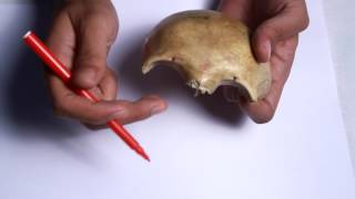 Skull #1 : Frontal (Part-1)