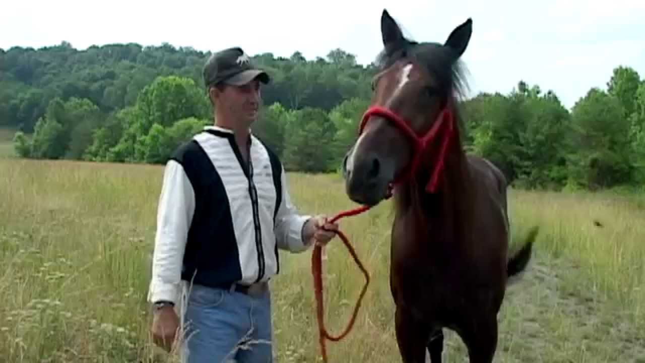 Reverend Homer Single Footer Horse Talk With Trainer YouTube