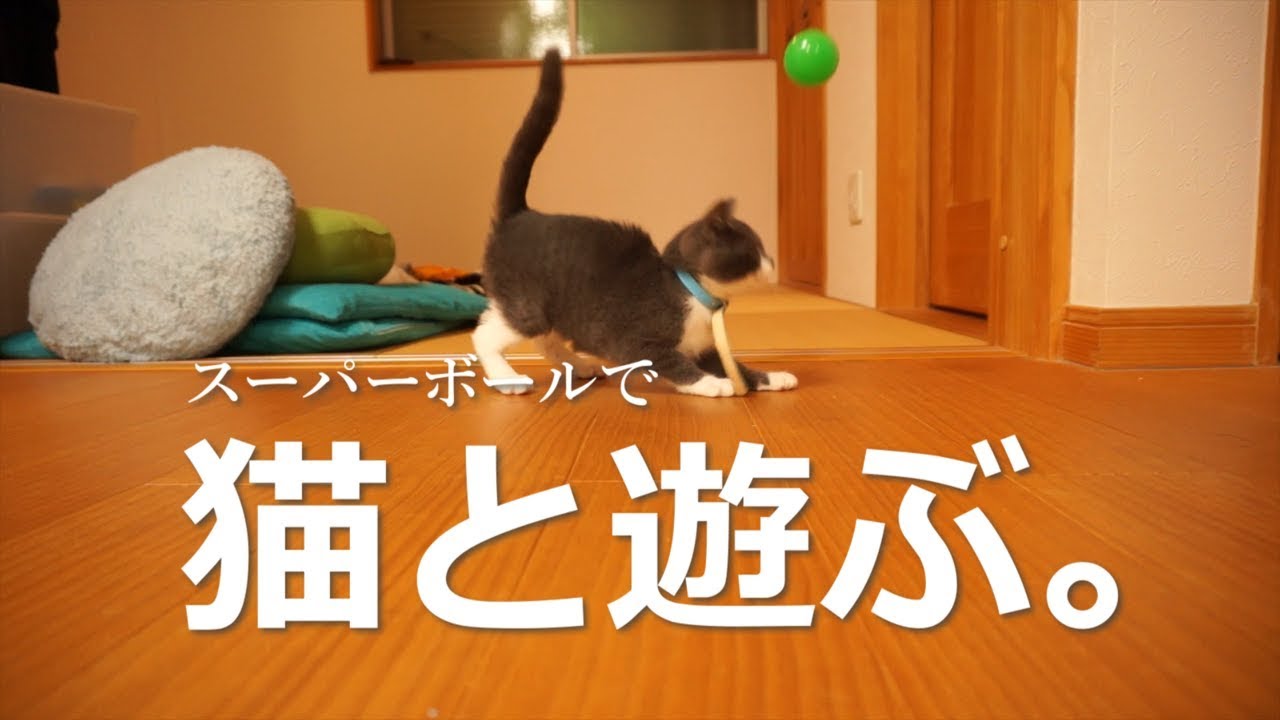 猫と遊ぶ Youtube