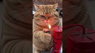 Tamamı Kanalda Mevcut #arabesk #türkçemüzik #duyguşarkılar #keşfet #viral #alizade #anadolurock