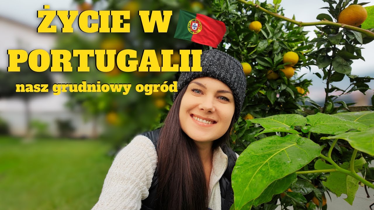 W Polsce śnieg, a u nas… cytrusy prosto z drzewa! 🇵🇹🍋 Zimowy ogród w Portugalii!