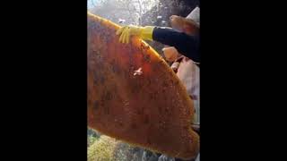 Taking risk collecting honey on Mountain   honey hunting   Harvesting Honey الجانب الخطر في المهنة