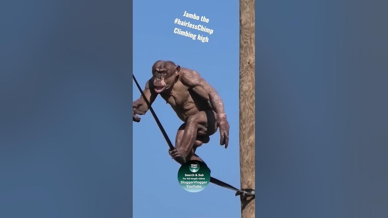 Climbing Jambo the #hairlessChimp #shorts Climbing Jambo the #hairlessChimp #shorts