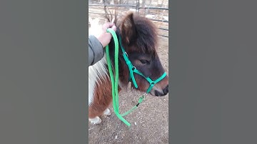Thumbnail of Mini Pony Trampito
