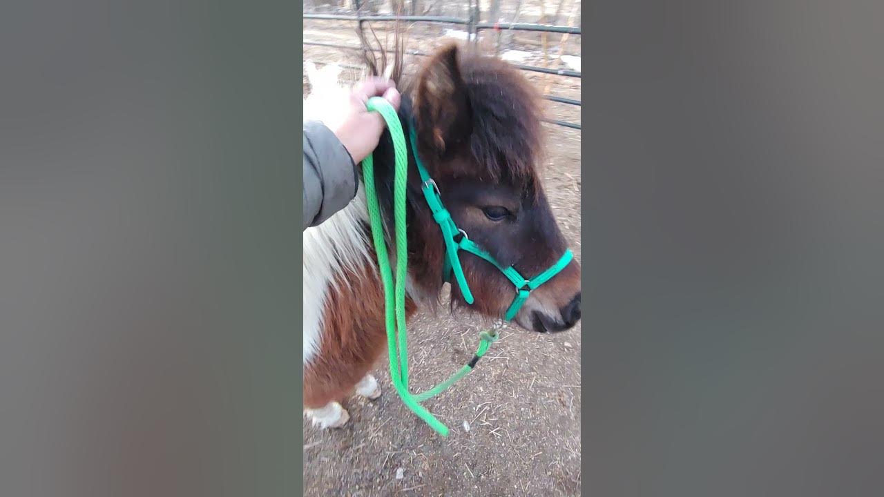Mini Pony Trampito