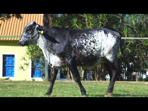 LOTE 107 7676CS