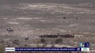 Wild horse, burrow advocates concerned with ‘black hole’ facility BLM will send animals