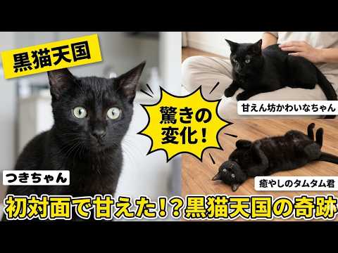 Black Cat Heaven] A tsundere newcomer and a lap-sitting senior