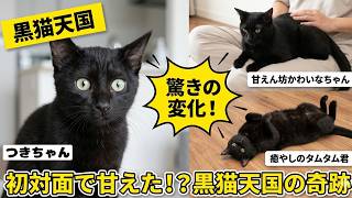 Black Cat Heaven] A tsundere newcomer and a lap-sitting senior