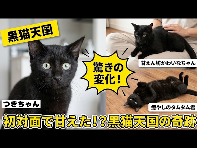 黒猫みんと　SIXPAD Black Cat Heaven] A tsundere newcomer and a lap-sitting senior