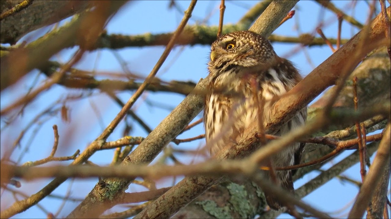 Pygmy Owl Maridalen 17 Nov 2017 camera iphone 8 plus apk