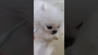 경계심이 많은 강아지 #dog #pets #포메라이안