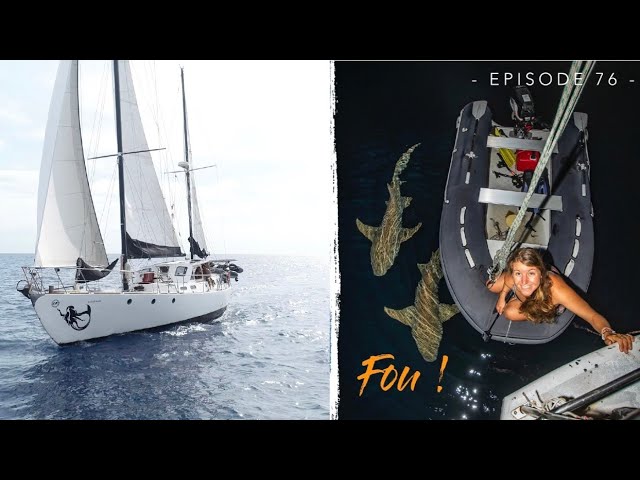 ⛵️ UNPREDICTED SHARKS and SHIPWRECK //Ep.76