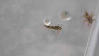 Mayfly Nymph 4