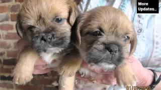 Cute Terrier Breed Collection Of Dog Pictures Border Terrier Puppy