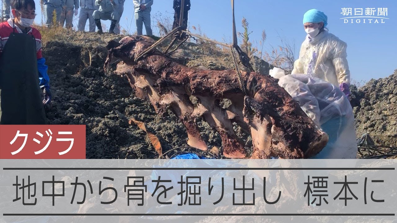 拾った骨 中国産 大阪湾を漂流していたクジラの骨の標本を作るため地中から掘り出した
