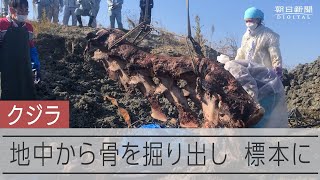 拾った骨 中国産 mqdefault.jpg