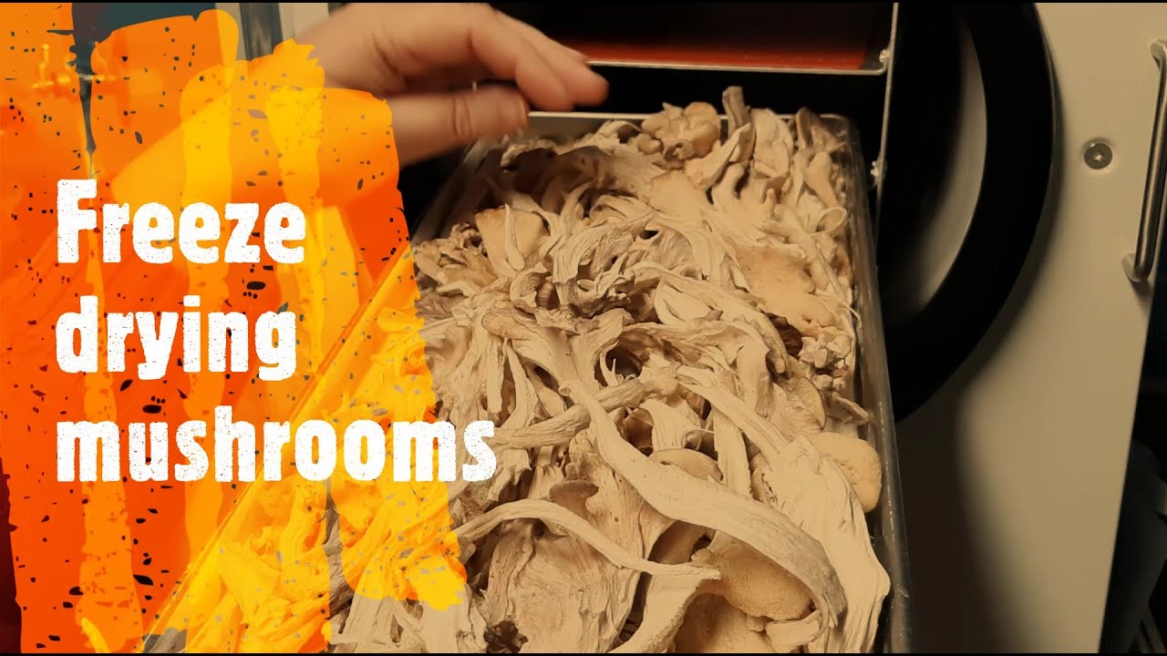 Freeze drying mushrooms with the Harvest Right freeze dryer YouTube