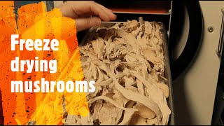 Freeze drying mushrooms with the Harvest Right freeze dryer