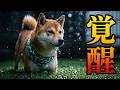 大雨で緊急事態の中、厳しく教育していた末っ子柴犬が急成長しました。