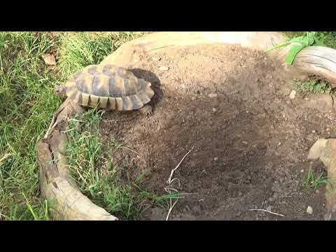 Video: Brüten Rotohr-Süßwasserschildkröten In Gefangenschaft?