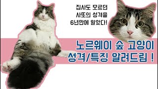 SUB)노르웨이 숲 고양이에 대해서 알아보자 ★ 노르웨이숲 고양이 특징 / 노르웨이숲 고양이성격