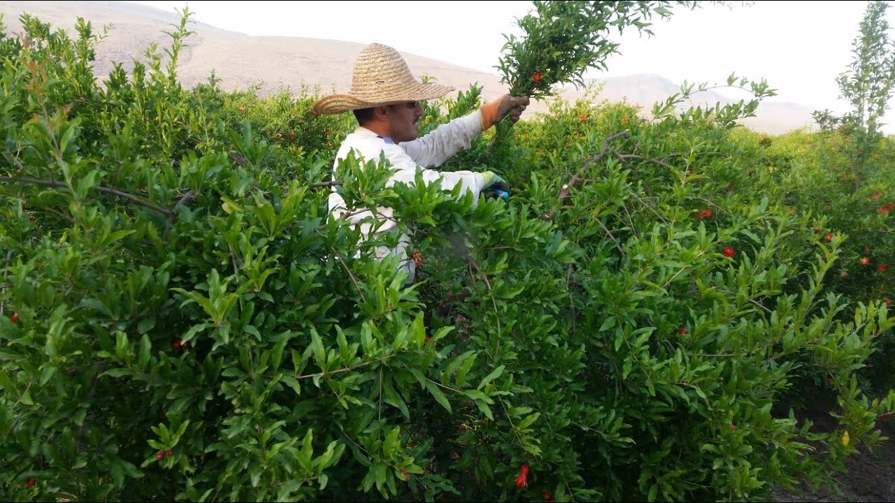 هەڵپاچینی هاوینەی داری هەنار