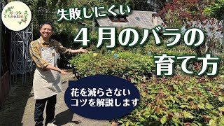 【花を減らさない】４月のバラの育て方、解説します！