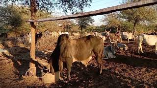 World Famous Kankrej Cow & Original Kankrej Bull