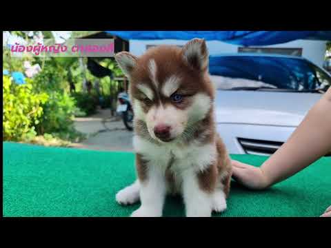ไซบีเรียน ฮัสกี้ เพศเมีย ตาสองสี คอกปี 2564 | ECHO HOME'S