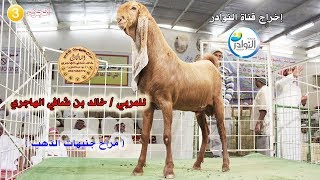 البيعة الخاصة للمالك/خالد بن شافي الهاجري(( صاحب مراح جنيهات الذهب)) 3