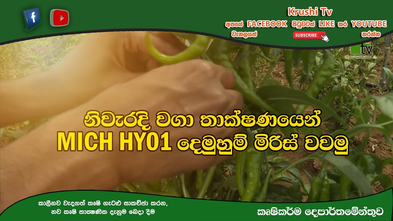 නිවැරදි වගා තාක්ෂණයෙන් MICH HY01 දෙමුහුම් මිරිස් වවමු | Krushi Tv