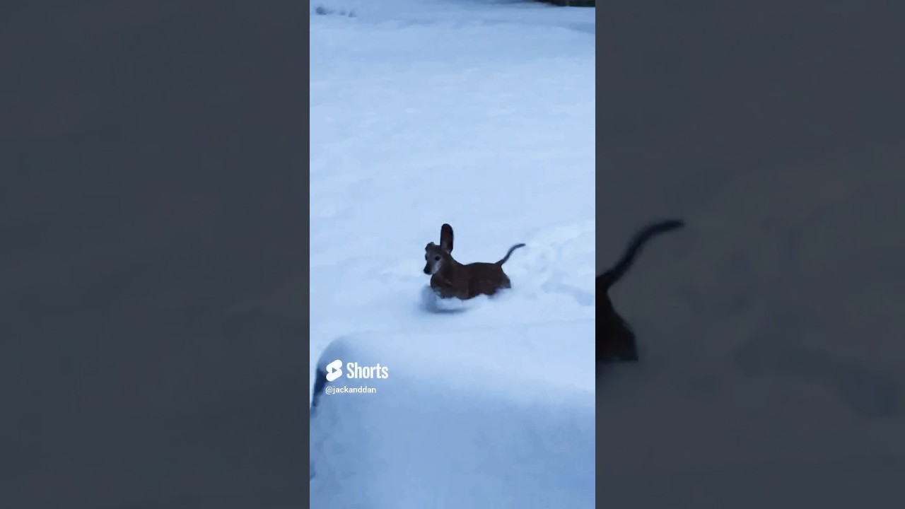Lacey The Mighty Dachshund hopping through the snow! 