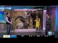 WILD WEDNESDAY: Being bear aware, bighorn sheep herd update and purchasing state park pass online