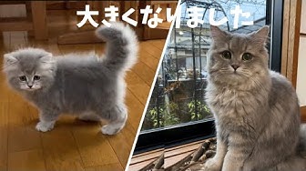 ペルシャ猫 Youtube