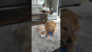Puppies grow up WAY too fast! #shorts30 #bwlpartner