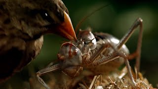 Африканский Бронированный Сверчок - насекомое с ядовитой кровью, поедающее даже птенцов!