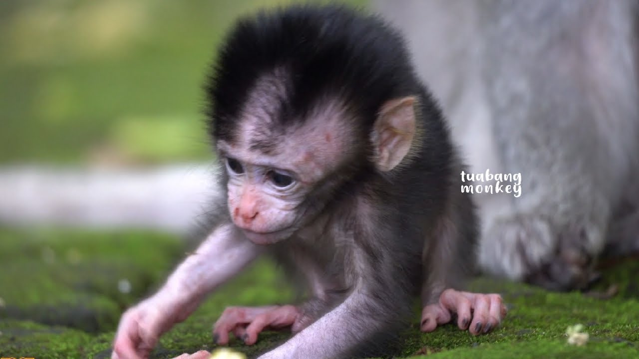 Малышка Тина начинает учиться ползать #babymonkey