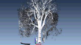 Urbana, IL Historic Hackberry Tree (full 3D laser scanning)
