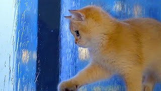 Kitten Boba Reacts To Rain For The First Time!