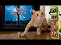 【恐怖】家の目の前に雷が落ちて、猫たちの様子がおかしくなりました…。